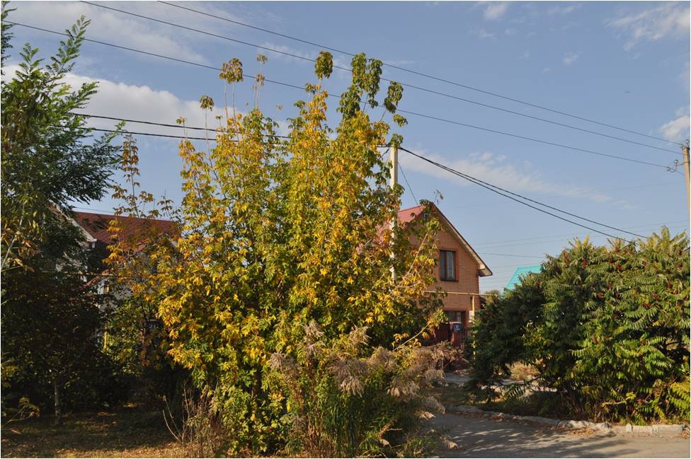 automn